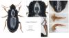 Harpalus pumilus